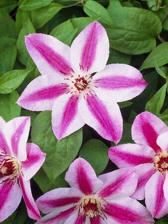 Купить оптом в Ботанике Клематис Дариус 2 шт