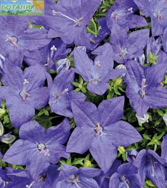 Купить оптом в Ботанике семена Колокольчик Голубой аквамарин Аэл бренд Аэлита