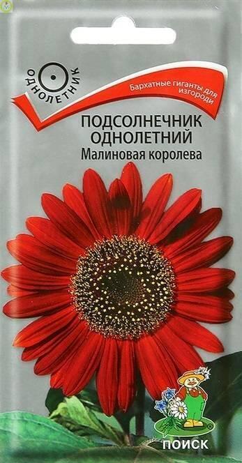 Купить оптом в Ботанике семена Подсолнечник Малиновая королева Поиск бренд Поиск