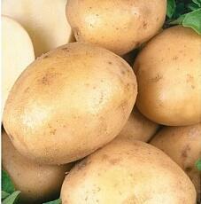 Купить оптом в Ботанике Картофель семенной Колобок Э 1кг (мешки 25-30кг)+/-2%