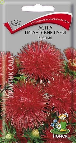 Купить оптом в Ботанике семена Астра Гигантские лучи красная Поиск бренд Поиск