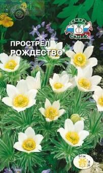 Купить оптом в Ботанике семена Прострел Рождество Сед бренд СеДеК