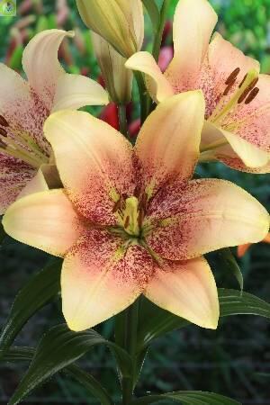 Купить оптом в Ботанике Лилия Свит Дезаер 7 шт