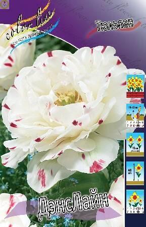 Купить оптом в Ботанике Тюльпан ДэнсЛайн 7 шт