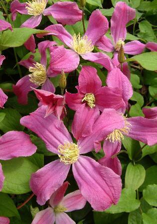 Купить оптом в Ботанике Клематис Инспирейшн 2 шт