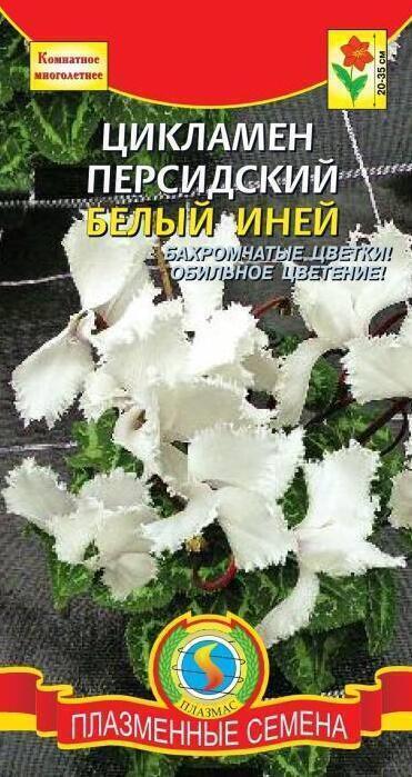 Купить оптом в Ботанике семена Цикламен Белый иней Плз бренд Плазмас