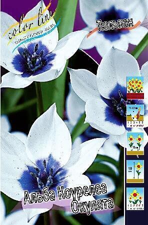 Купить оптом в Ботанике Тюльпан Альба Коурелеа Окулята 3 шт