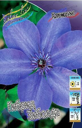 Купить оптом в Ботанике Клематис Гибрид Зиболда 2 шт