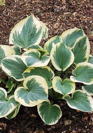 Купить оптом в Ботанике Хоста Нокаут 1 шт 