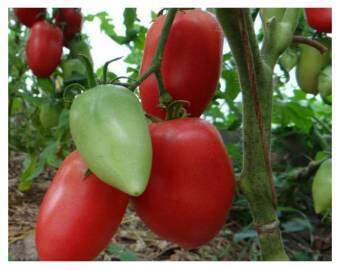 Томат Кенигсберг