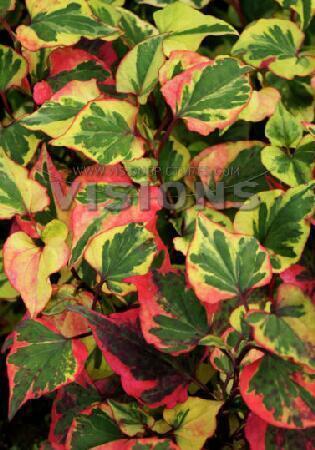 Купить оптом в Ботанике Хауттюйния Плена 3 шт