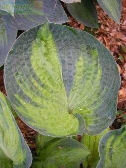 Купить оптом в Ботанике Хоста Ауреонебулоза 1 шт