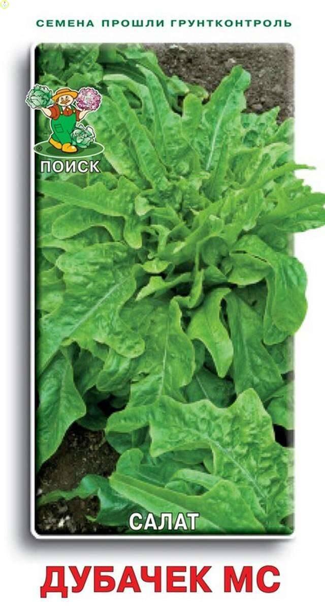 Купить оптом в Ботанике семена Салат Дубачек МС Поиск бренд Поиск
