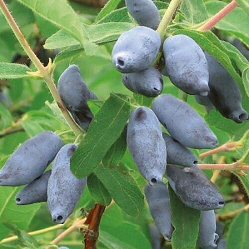 Купить оптом в Ботанике Жимолость Сластёна Саженцы ОКС 1год