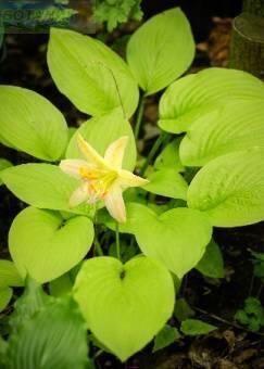 Купить оптом в Ботанике Хоста Миракл Лемони 1 шт