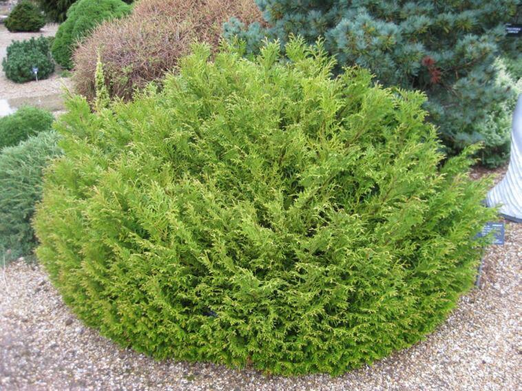 Купить оптом в Ботанике Туевик долотовидный Нана P9