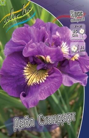 Купить оптом в Ботанике Ирис Дабл Стандарт 50 шт