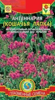 Купить оптом в Ботанике семена Антеннария Кошачья лапка Плз бренд Плазмас