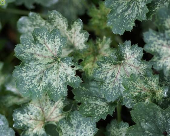 Купить оптом в Ботанике Гейхера Дью Дропс 25 шт