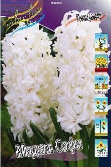 Купить оптом в Ботанике Гиацинт Мадам Софи 5 шт