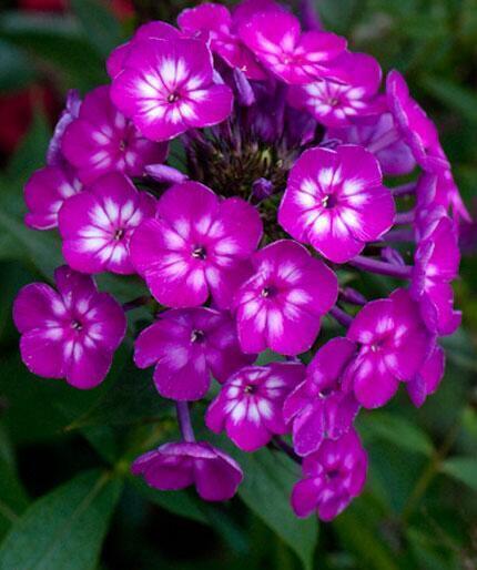 Купить оптом в Ботанике Флокс Катя 2 шт