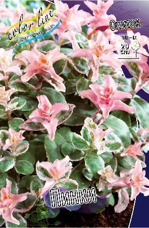 Купить оптом в Ботанике Очиток Пинки 1 шт