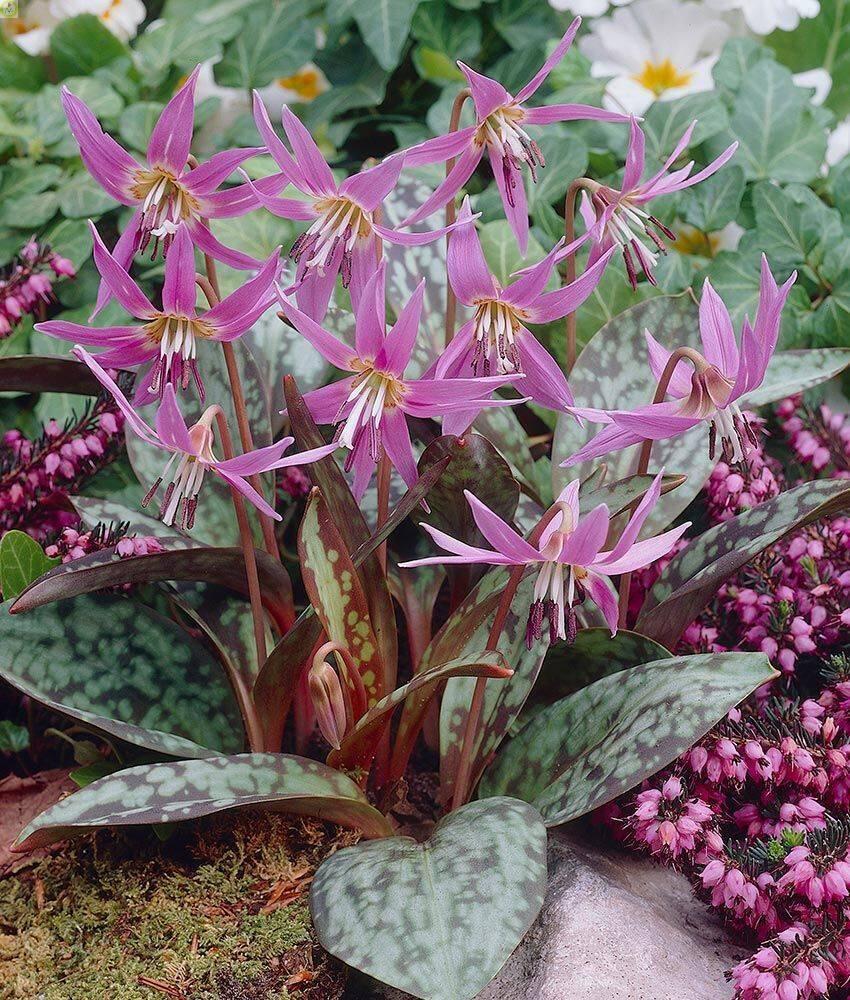 Купить оптом в Ботанике Эритрониум Денс-канис 30 шт