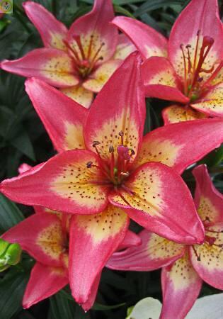 Купить оптом в Ботанике Лилия Элегант Джой 25 шт