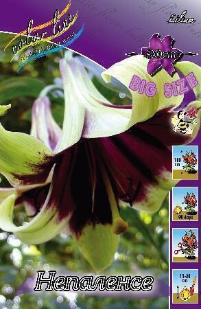 Купить оптом в Ботанике Лилия Непаленсе 2 шт