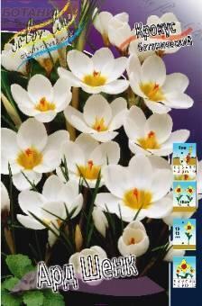 Купить оптом в Ботанике Крокус Ард Шенк 10 шт