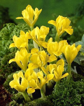 Купить оптом в Ботанике Ирис Данфорда 5/6 8 шт