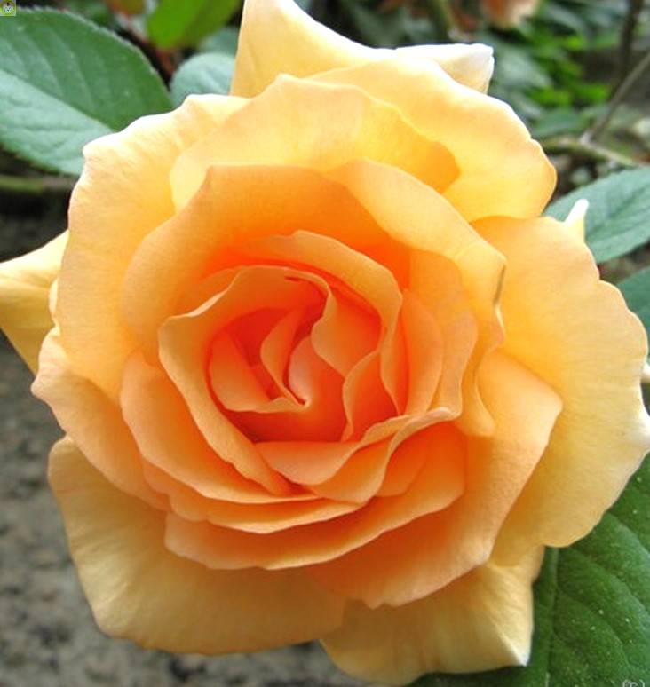 Купить оптом в Ботанике Роза ВинтерСансет 1 шт шраб