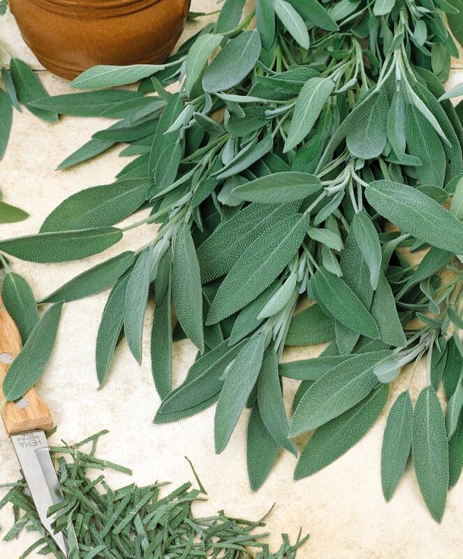 Купить оптом в Ботанике семена Шалфей Лекарственный СиО бренд Сад и огород