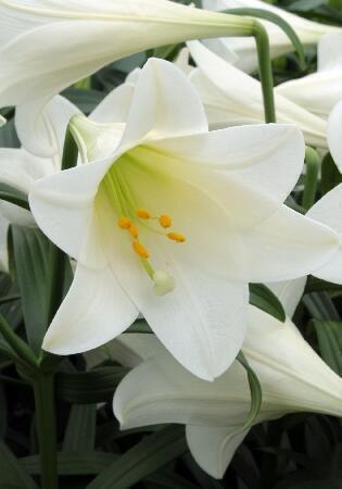 Купить оптом в Ботанике Лилия Уайт Америка 7 шт