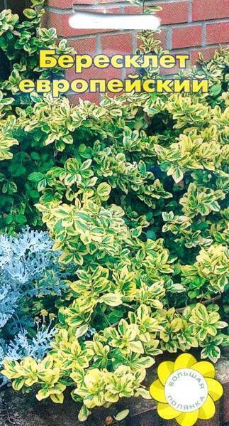 Купить оптом в Ботанике семена Бересклет Европейский УУ бренд Урожай Удачи