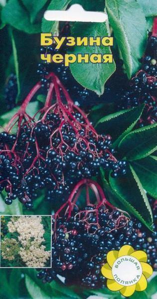 Купить оптом в Ботанике семена Бузина Черная УУ бренд Урожай Удачи