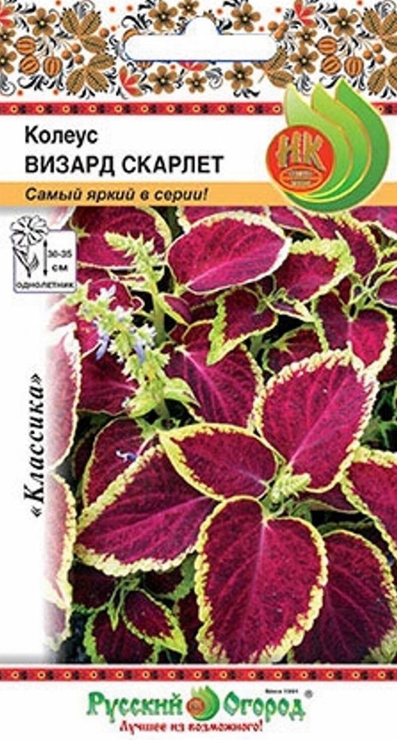 Купить оптом в Ботанике семена Колеус Визард скарлет НК бренд НК