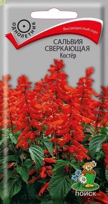 Купить оптом в Ботанике семена Сальвия Костёр сверкающая Поиск бренд Поиск