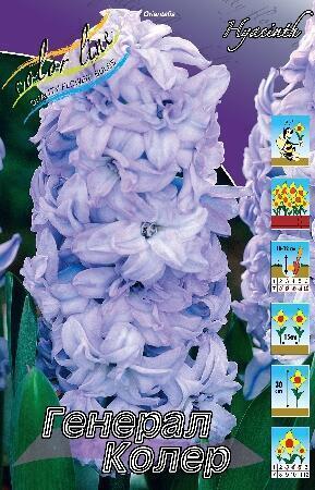 Купить оптом в Ботанике Гиацинт Генерал Колер 5 шт