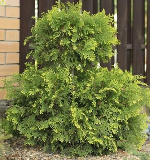 Купить оптом в Ботанике Туя западная Европа Голд P9