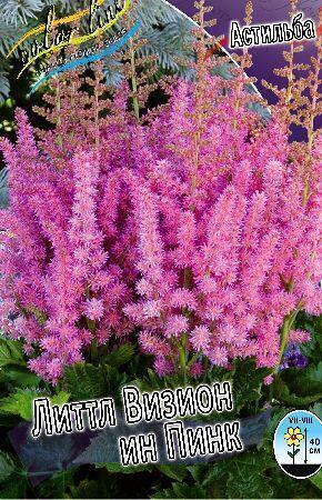 Купить оптом в Ботанике Астильба Литтл Визион Ин Пинк 2 шт