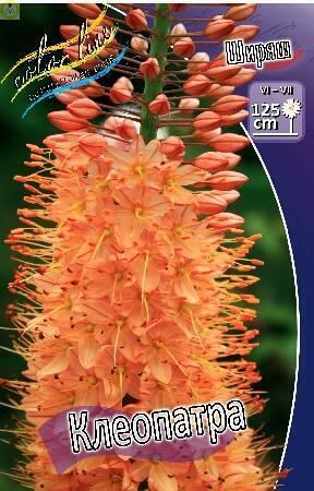 Купить оптом в Ботанике Ширяш Клеопатра 25 шт