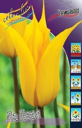 Купить оптом в Ботанике Тюльпан Ла Перл 10 шт