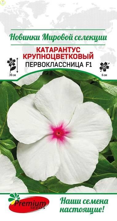 Купить оптом в Ботанике семена Катарантус Первокласница F1 ПС бренд Премиум Сидс