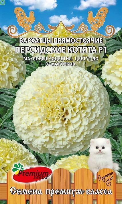 Купить оптом в Ботанике семена Бархатцы Персидские котята F1 ПС бренд Премиум Сидс