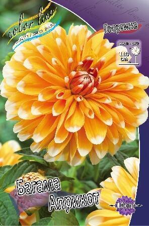 Купить оптом в Ботанике Георгина Багама Априкот 1 шт декоративные