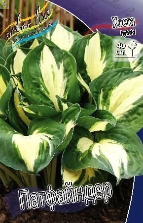 Купить оптом в Ботанике Хоста Патфайндер 25 шт