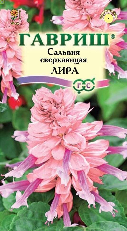Купить оптом в Ботанике семена Сальвия Лира Гав бренд Гавриш