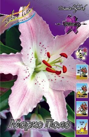 Купить оптом в Ботанике Лилия Марко Поло 10 шт