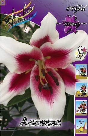 Купить оптом в Ботанике Лилия Алтари 5шт 18/20